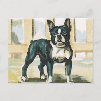 French Bulldog postcard