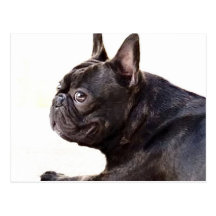 French Bulldog Postcard