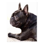 French Bulldog Postcards