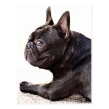 French Bulldog Postcards
