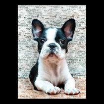 French Bulldog poster posters