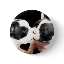 French bulldog puppies button