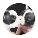 French bulldog puppies magnets