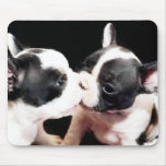 French bulldog puppies mouse mats