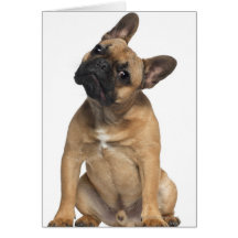 French Bulldog puppy (7 months old) Cards