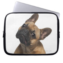 French Bulldog puppy (7 months old)