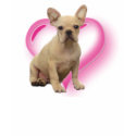 French bulldog puppy shirt