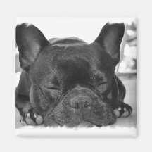 French Bulldog Square Magnet