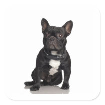 French Bulldog Stickers