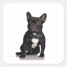 French Bulldog Stickers