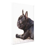 French Bulldog Stretched Canvas Print