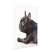 French Bulldog Stretched Canvas Print