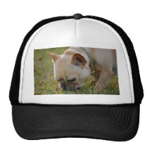 French Bulldog Trucker Hats