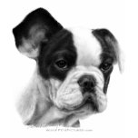 French Bulldog t-shirts