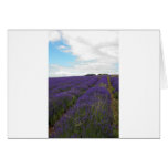 french lavender fields french lavender fields