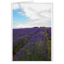 french lavender fields greeting cards