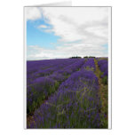 french lavender fields french lavender fields