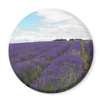 french lavender fields magnets