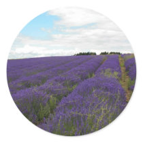 french lavender fields stickers