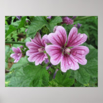 French Mallows Poster Prints posters