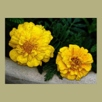 French Marigolds posters
