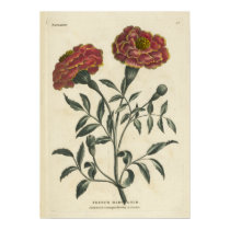 French Marygold posters