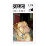 French Mastiff postage