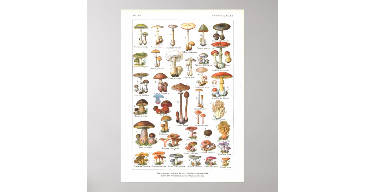 French Poisonous & Edible Mushrooms Print Zazzle