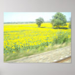 French Sunflowers Poster
