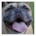 Frenchie posters by digitaled Frenchie posters