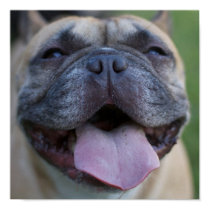 Frenchie posters by digitaled Frenchie posters