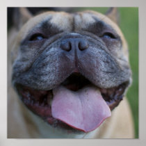 Frenchie Print