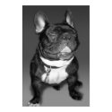 Frenchie Smile posters by jfarrell12 Frenchie Smile posters