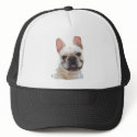 Frenchie Smiling hat