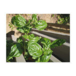 Fresh basil leaves postcards