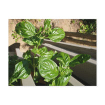 Fresh basil leaves postcards