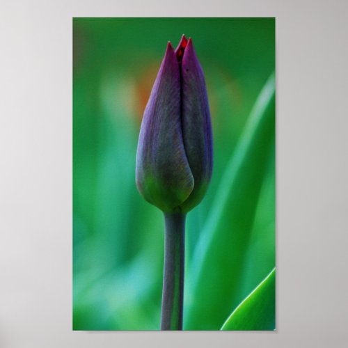 Fresh Blooming Purple Tulip Poster print