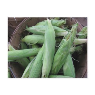 Fresh Corn postcard