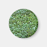 Fresh Fern Plant in Garden Refrigerator Magnets