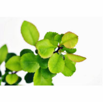 Fresh Green Leaves On White Background photo sculptures