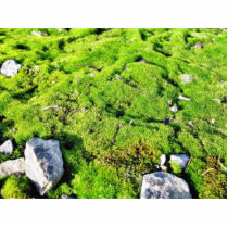 Fresh Green Moss With Some Stones Around. photo sculptures