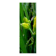 fresh green spring lily buds with rain drops. business card