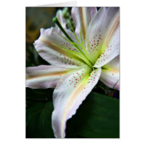 Fresh Lily card cards