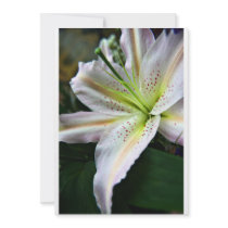 Fresh Lily invitations invitations