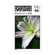 Fresh Lily postage stamps stamps