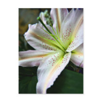 Fresh Lily postcard postcards