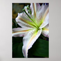Fresh Lily print posters