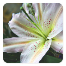 Fresh Lily stickers stickers