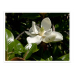 Fresh Magnolia Bloom Post Cards
