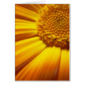 Fresh Orange Card by webgrrl Fresh Orange Card